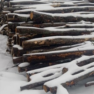 ПИ211442 Продажа ликвидной древесины смешанных пород 8 330,00 куб. м.